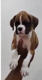 Boxer dog for sale  in Chennai
